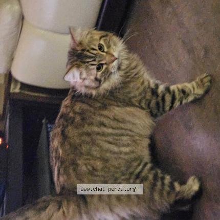 Photo 1/1 Uggy Chat perdu à Cagnoncles