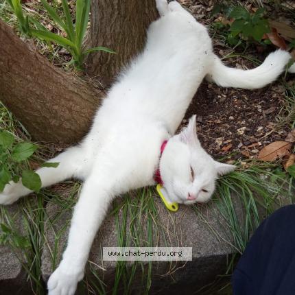 Photo 1/1 Plume Chat perdu à Toulouse