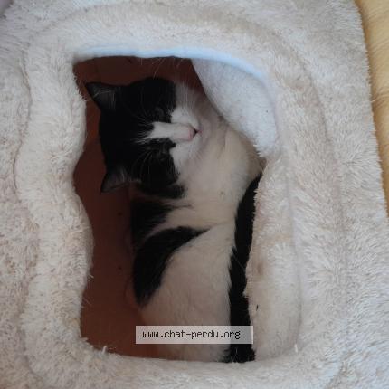 Photo de chat perdu à Jarnac