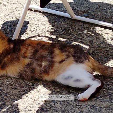 Photo 1/1 Venus Chat perdu à Orthez