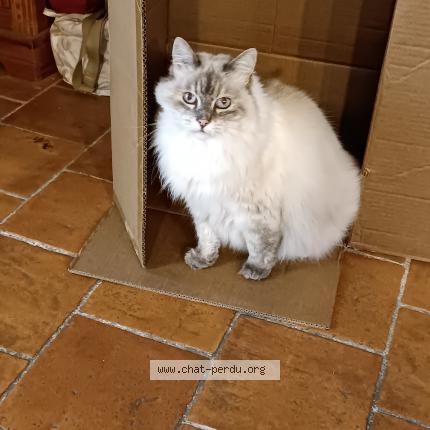 Photo 1/1 Chat retrouvé Perdu à Chateau Gontier Sur Mayenne