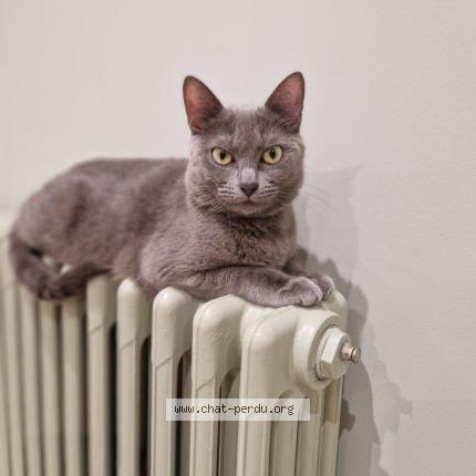 Photo de chat perdu à Jarny