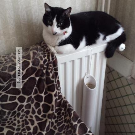 Photo 1/1 ETOILE Chat perdu à Noveant sur moselle