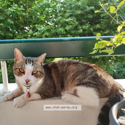 Photo 1/1 Zed Chat perdu à Biarritz