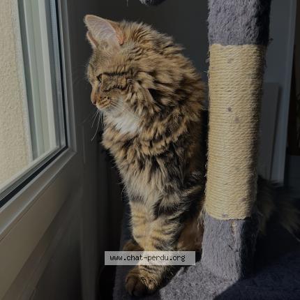 Photo de chat perdu à Malzeville