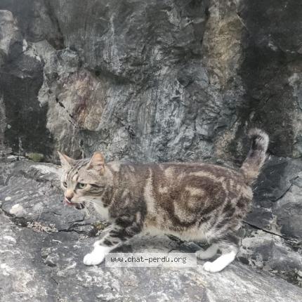 Photo 1/1 Natsu Chat perdu à Caupenne