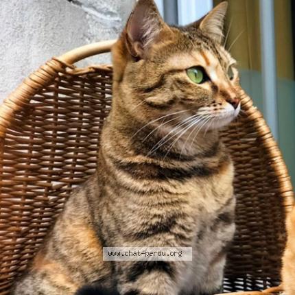 Photo de chat perdu à Montpellier