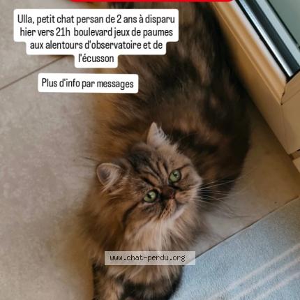 Photo de chat perdu à Montpellier