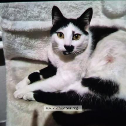 Photo 1/1 Louna Chat perdu à Nimes