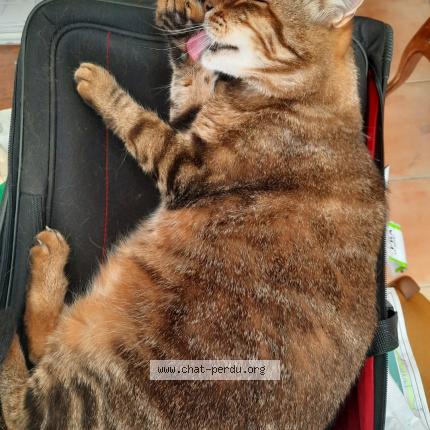 Photo 1/1 Mimi Chat perdu à Chateaurenard