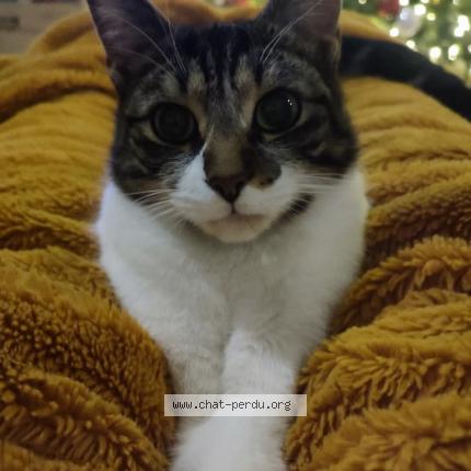 Photo de chat perdu à Maing
