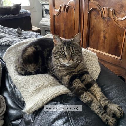 Photo 1/1 Maquisart Chat perdu à Chateaubriant