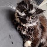 Photo de chat trouvé à Mezieres Sur Seine