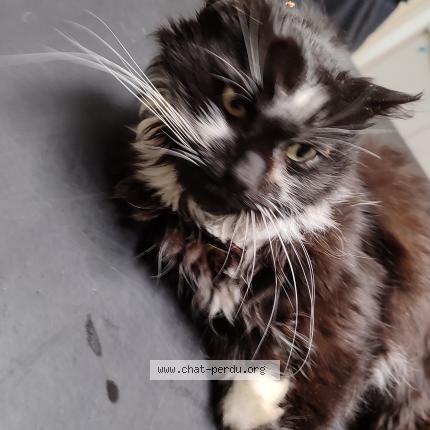 Photo 1/1 Chat retrouvé Trouvé à Mezieres sur seine