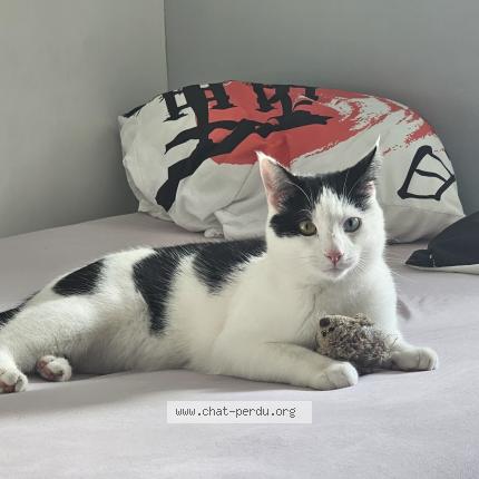 Photo de chat perdu à Noyelles Les Vermelles