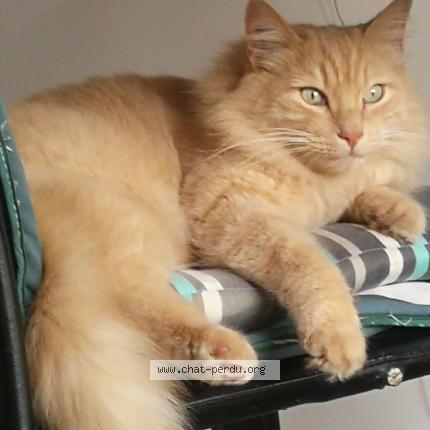 Photo 1/1 Chat retrouvé Perdu à Montpellier