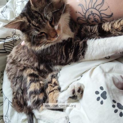Photo de chat perdu à Saint Aubin Du Cormier