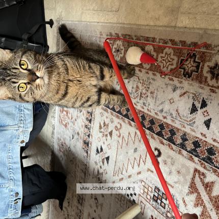 Photo 1/1 Paco Chat perdu à Bordeaux