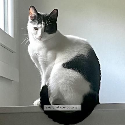 Photo de chat perdu à Marolles En Brie