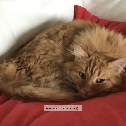 Photo 2/3 Chat retrouvé Perdu à Armoy