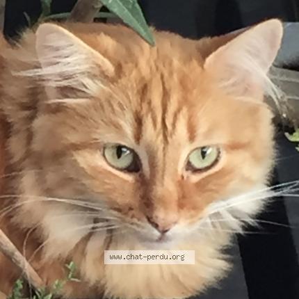 Photo 3/3 Chat retrouvé Perdu à Armoy