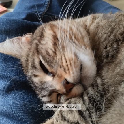 Photo 1/1 Vanille Chat perdu à Rouille