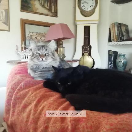 Photo 1/1 Chat retrouvé Perdu à Ongles