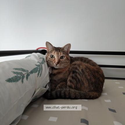 Photo 1/1 Sakura Chat perdu à Breuillet