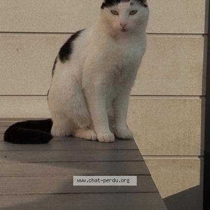 Photo de chat perdu à Missillac