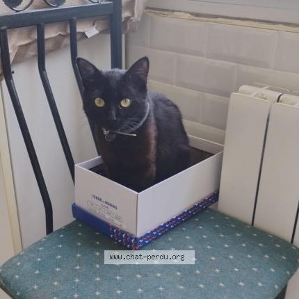 Photo 1/1 Chat retrouvé Perdu à Landerneau