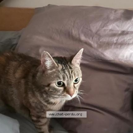 Photo 2/2 Chat retrouvé Perdu à Clairefontaine