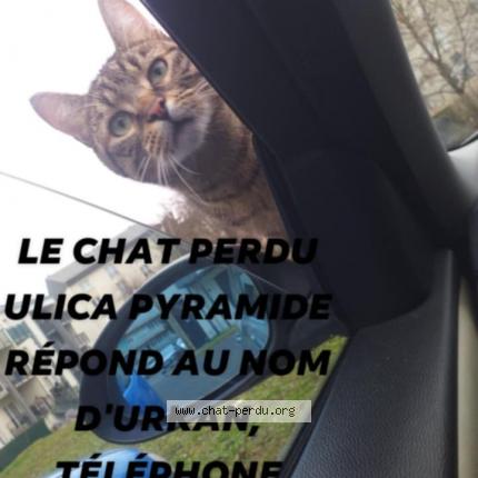 Photo 1/1 urkan Chat perdu à Thionville