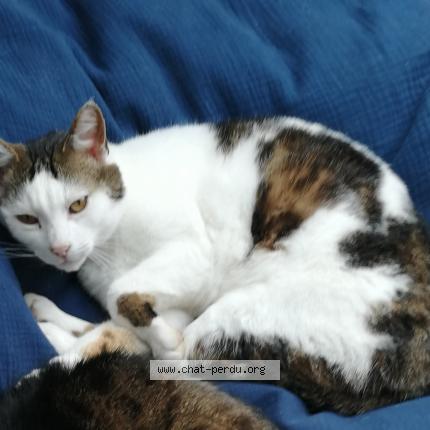 Photo 1/1 Lumière Chat perdu à Vern sur seiche