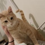 Photo de chat perdu à Montpellier