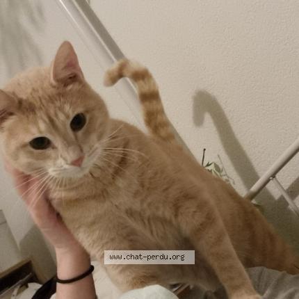 Photo 1/1 Chat retrouvé Perdu à Montpellier