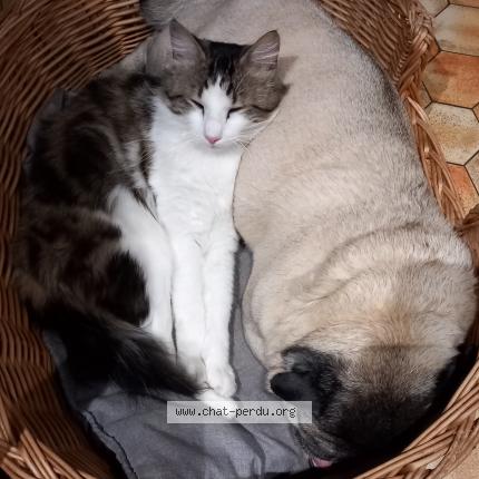 Photo de chat perdu à Saint Laurent Du Pont