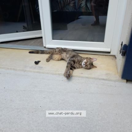 Photo 1/1 Bichette surnom bibiche Chat perdu à Villiers sur orge