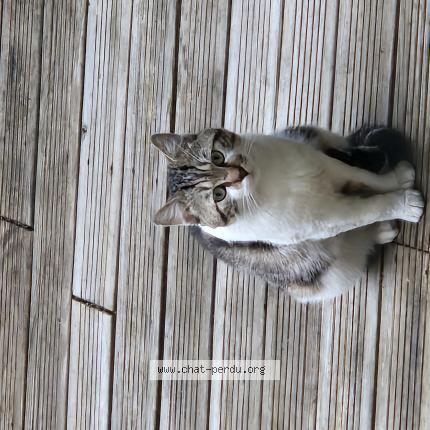 Photo de chat trouvé à Sevran