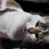 Photo de chat perdu à La Fleche