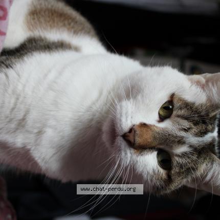Photo 1/1 Chat retrouvé Perdu à La fleche