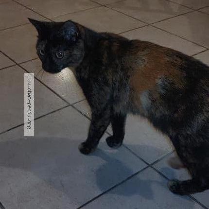 Photo 1/1 Chat retrouvé Perdu à Le Loroux Bottereau 44430