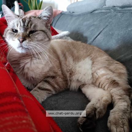 Photo de chat perdu à Escautpont