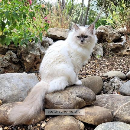 Photo 1/1 Chat retrouvé Perdu à La Valette Du Var