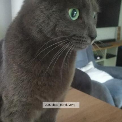 Photo 1/1 Andy CABARET Chat perdu à Chantepie