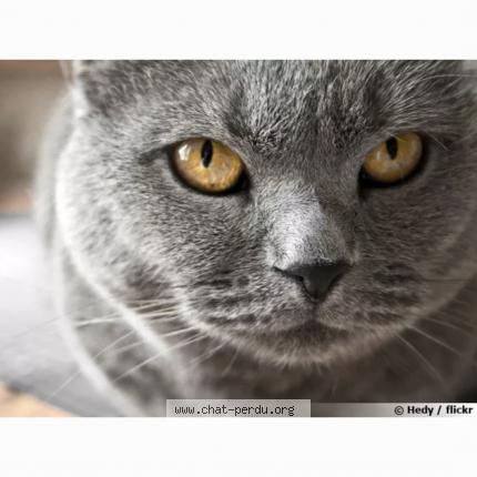 Photo 1/1 Mimi Chat perdu à Sancey