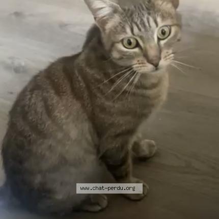 Photo de chat perdu à Yenne