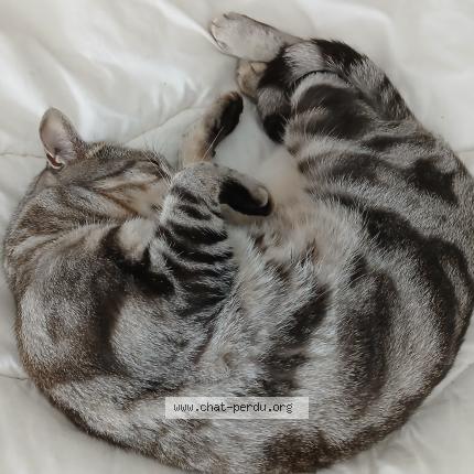Photo de chat perdu à Villeneuve D Ascq