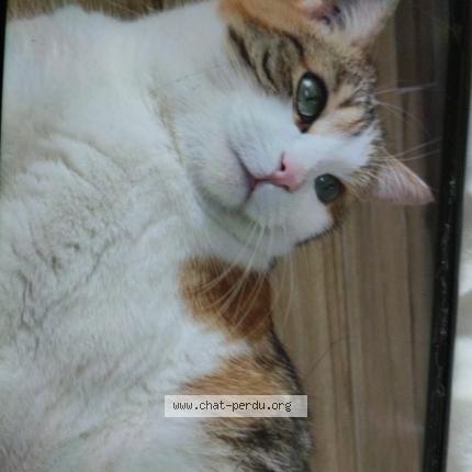 Photo 1/1 Maya Chat perdu à Louverne