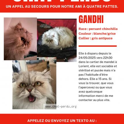 Photo 1/1 Chat retrouvé Perdu à Lorient