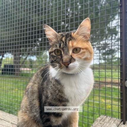 Photo 1/1 Leïa Chat perdu à Lignan sur orb
